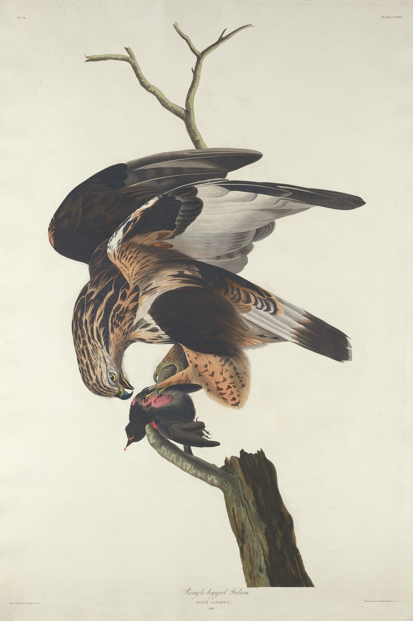 Grovbent Falcon av Robert Havell after John James Audubon