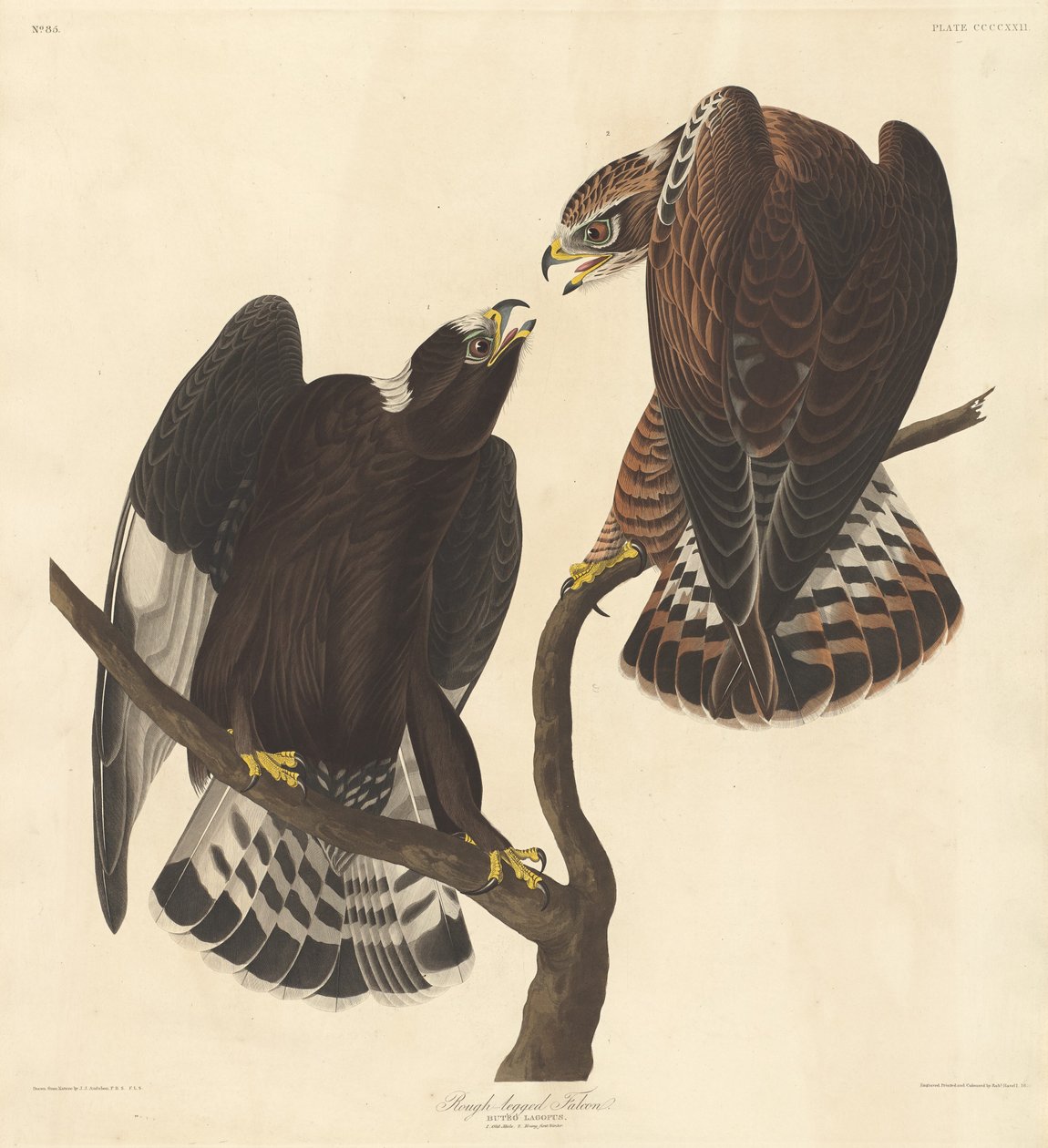 Grovbent Falcon av Robert Havell after John James Audubon