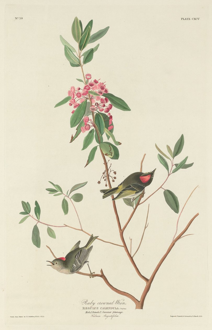 Rubinkrönt gärdsmyg av Robert Havell after John James Audubon
