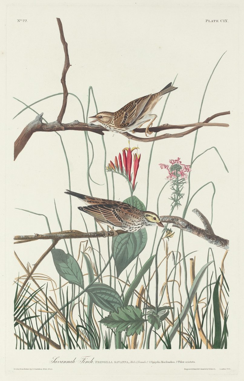 Savannah Finch av Robert Havell after John James Audubon