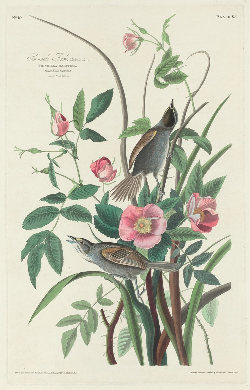 Havsnära fink av Robert Havell after John James Audubon