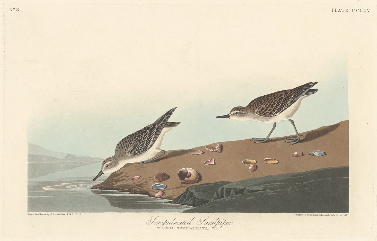 Halvpalmatad sandsnäppa av Robert Havell after John James Audubon