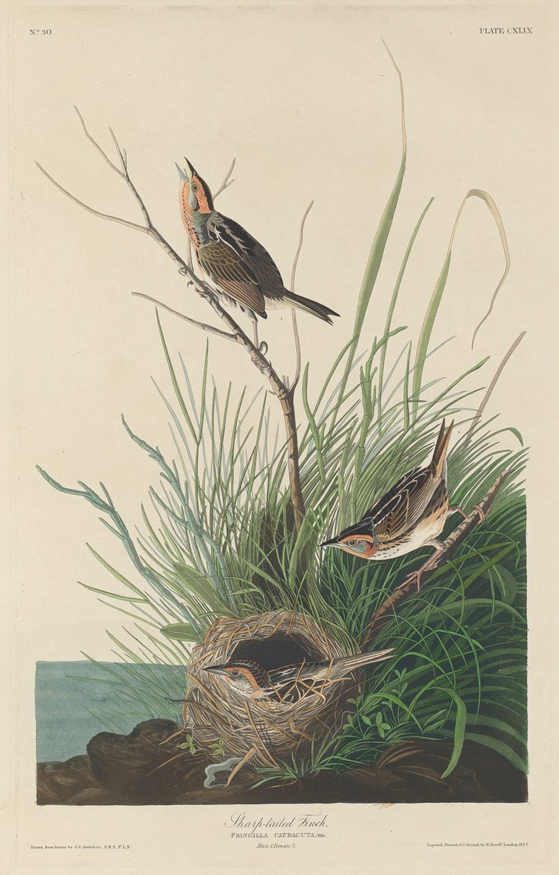 Skarpsvansfink av Robert Havell after John James Audubon