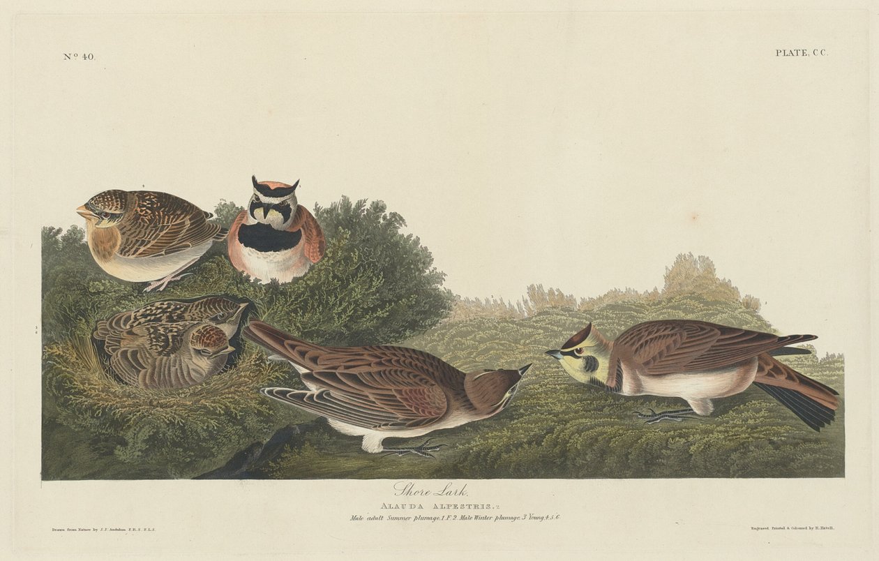 Strandlärka av Robert Havell after John James Audubon
