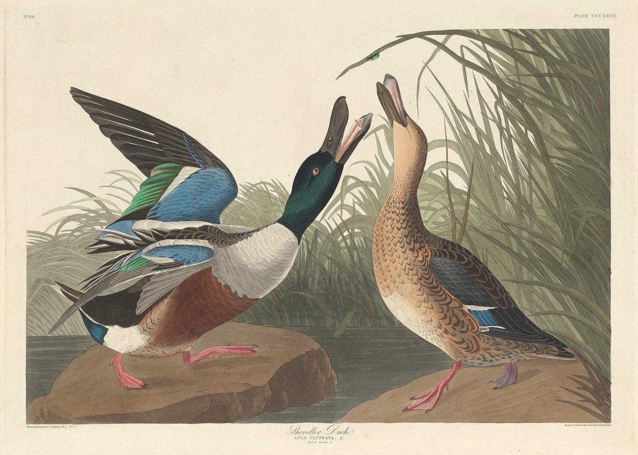 Shovel Duck av Robert Havell after John James Audubon
