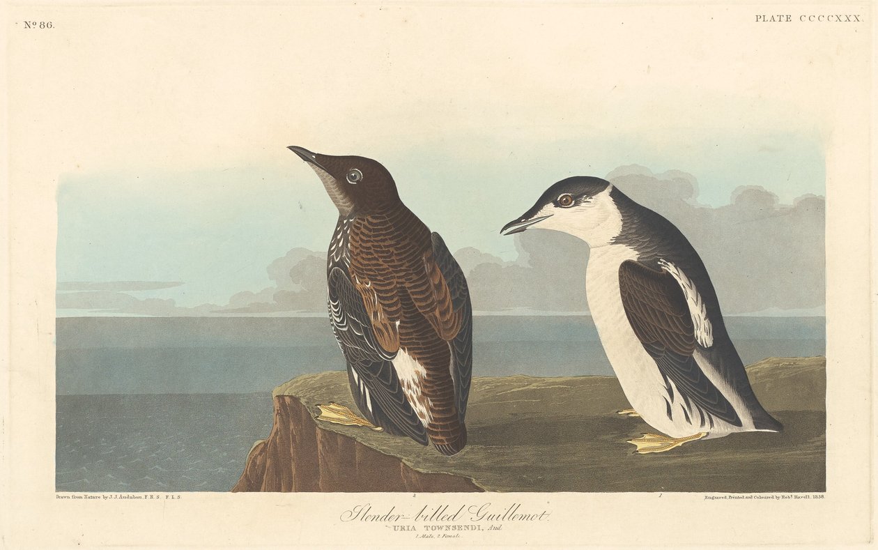 Smalnäbbad sillgrissla av Robert Havell after John James Audubon