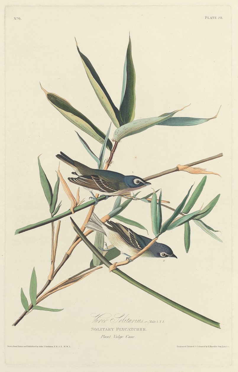 Ensam flugsnappare av Robert Havell after John James Audubon
