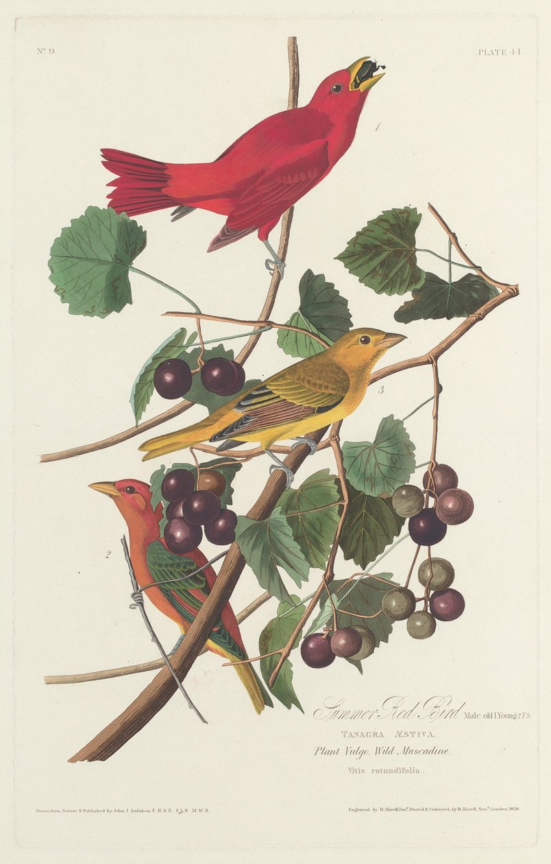 Sommar röd fågel av Robert Havell after John James Audubon