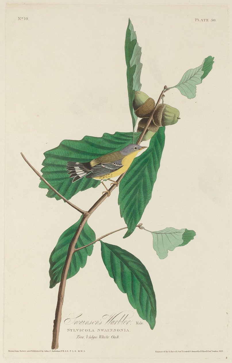 Swainsons sångare av Robert Havell after John James Audubon