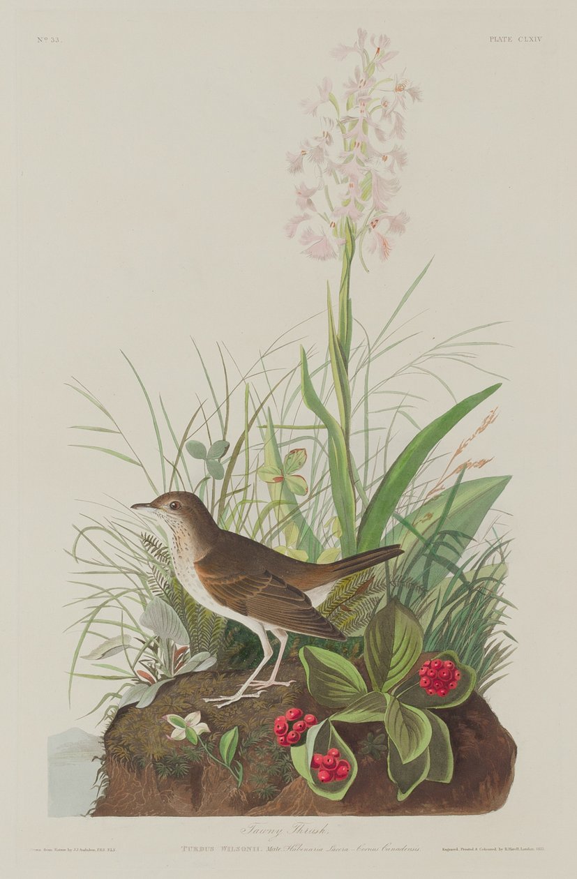 Tawny Trast av Robert Havell after John James Audubon