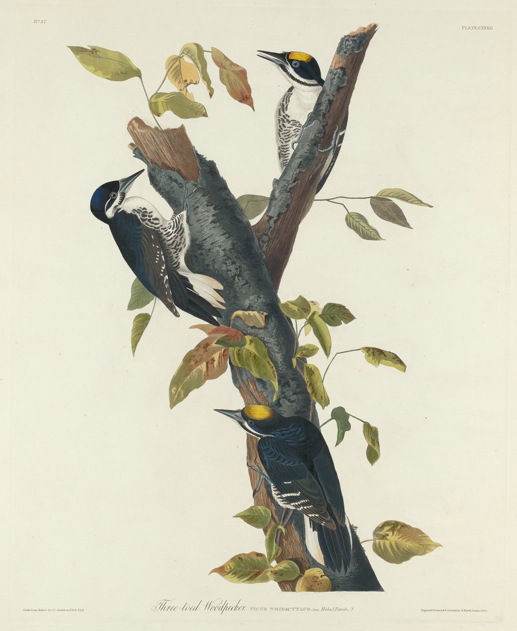 Tretåig hackspett av Robert Havell after John James Audubon