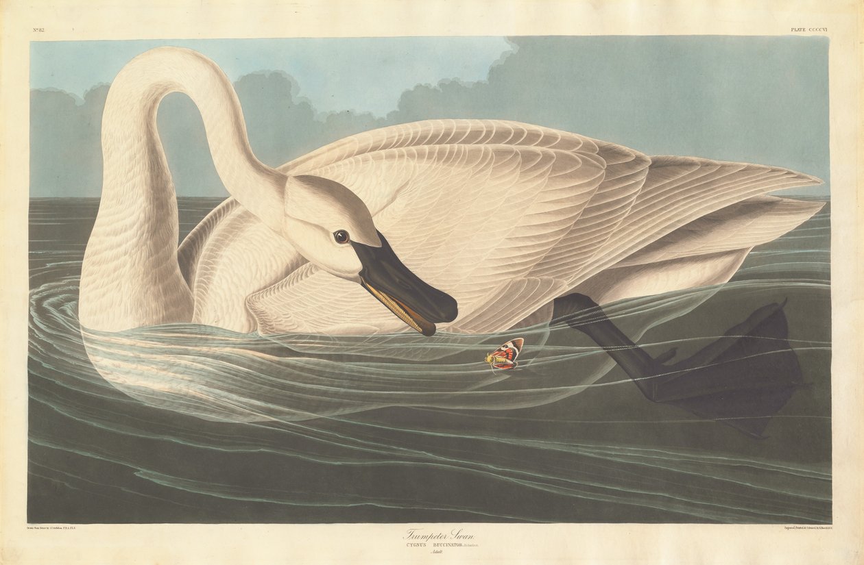 Trumpetare Swan av Robert Havell after John James Audubon