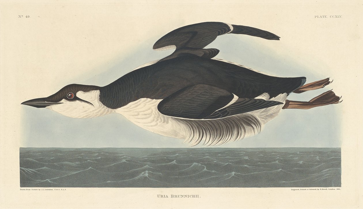 Uriah Brunnichii av Robert Havell after John James Audubon