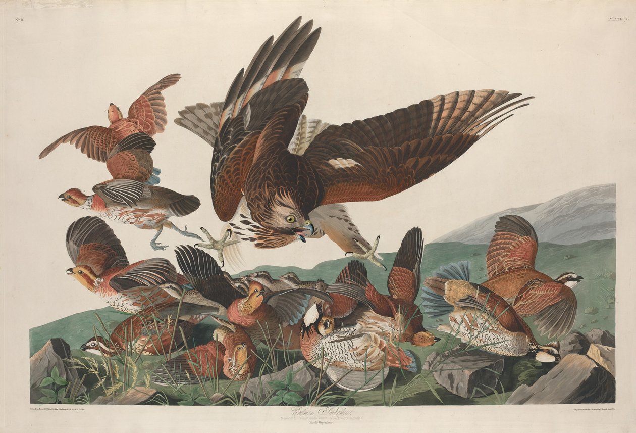 Virginian Partridge av Robert Havell after John James Audubon