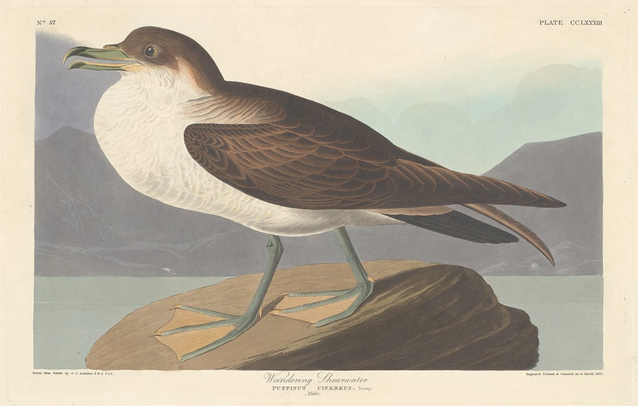 Vandrande Shearwater av Robert Havell after John James Audubon