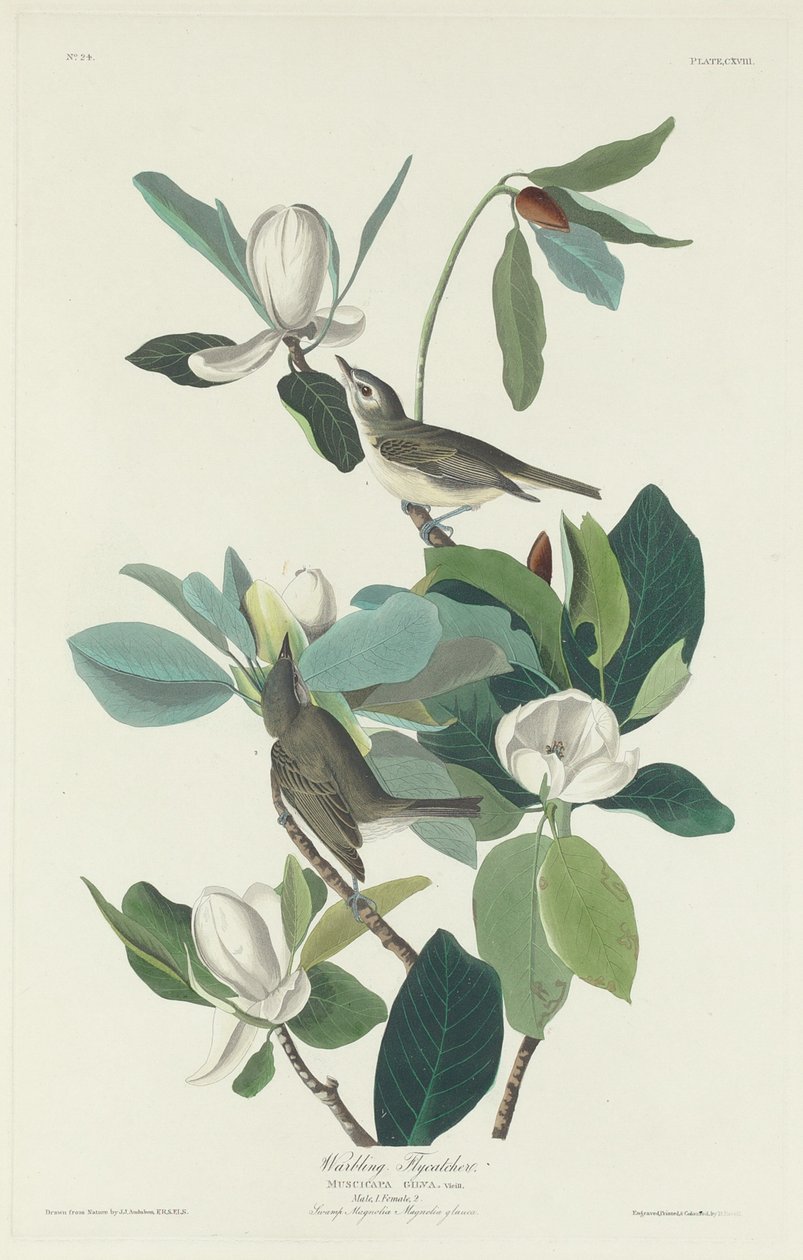Warbling flugsnappare av Robert Havell after John James Audubon