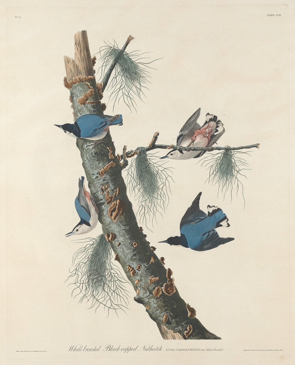 Vitbröstad svarthårig nötväcka av Robert Havell after John James Audubon