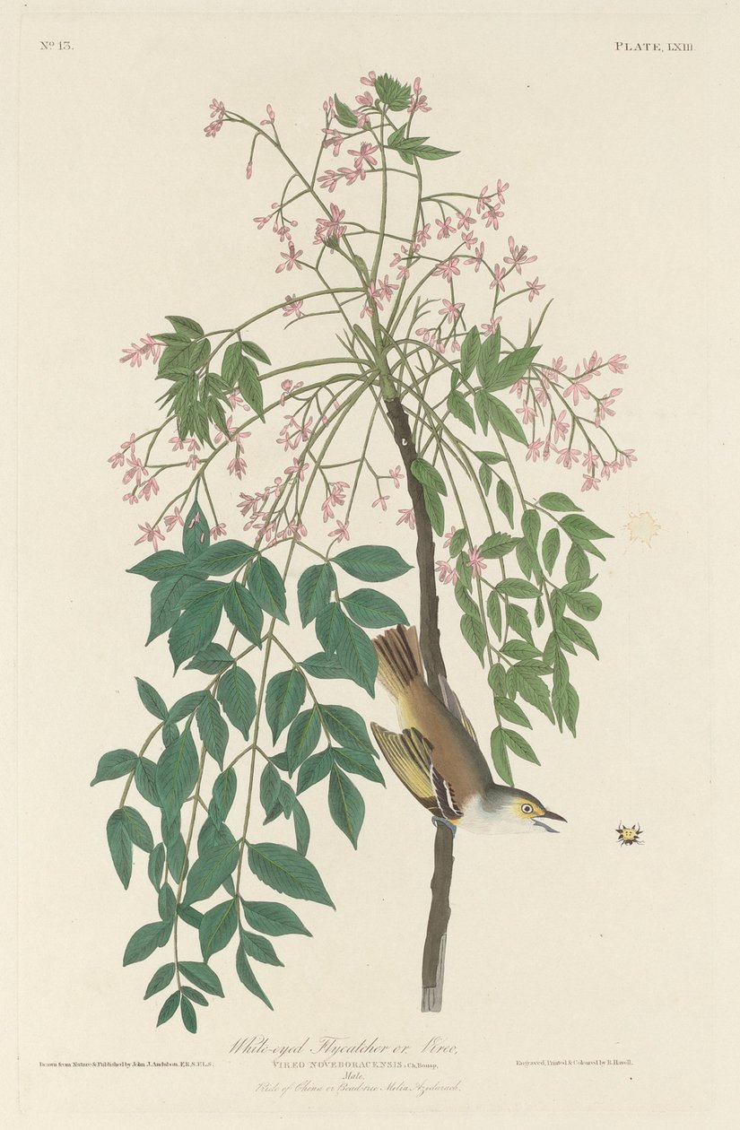 Vitögd flugfångare av Robert Havell after John James Audubon