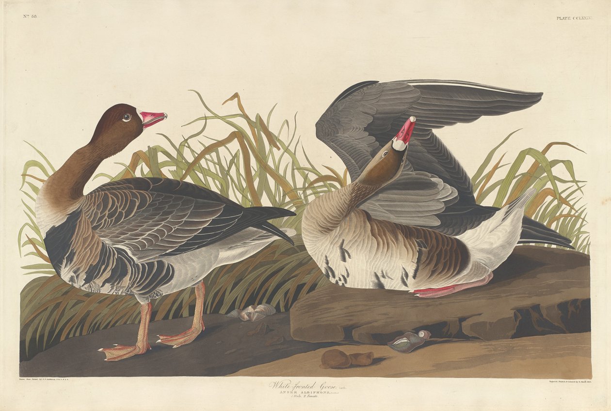 Bläsgås av Robert Havell after John James Audubon