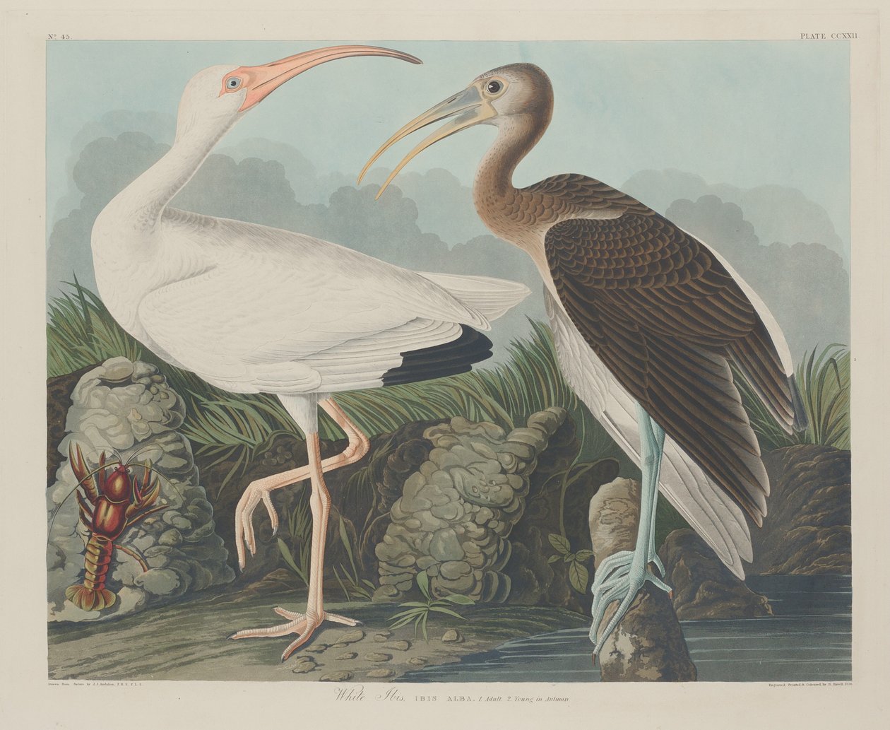 Vit Ibis av Robert Havell after John James Audubon