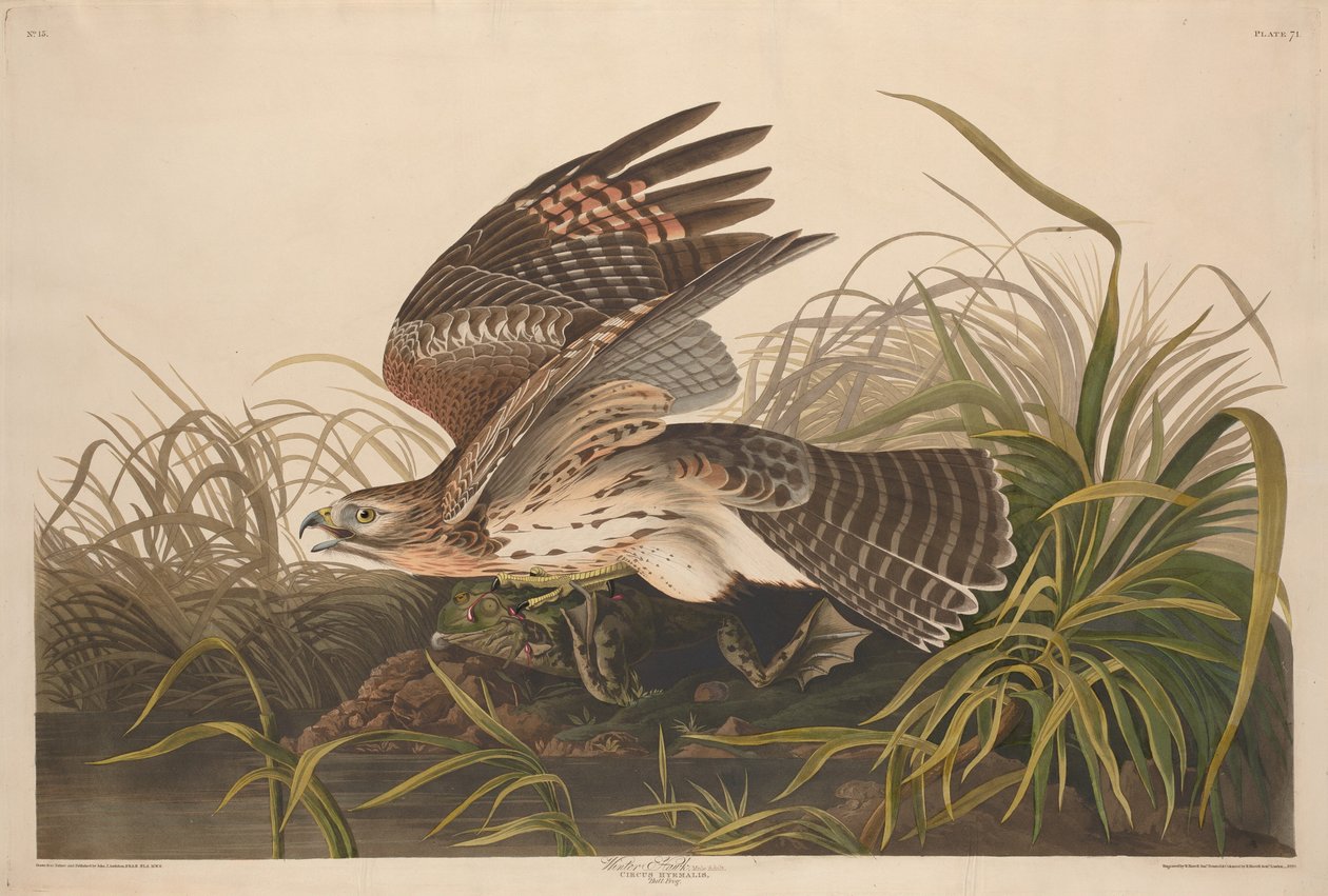 Winter Hawk av Robert Havell after John James Audubon