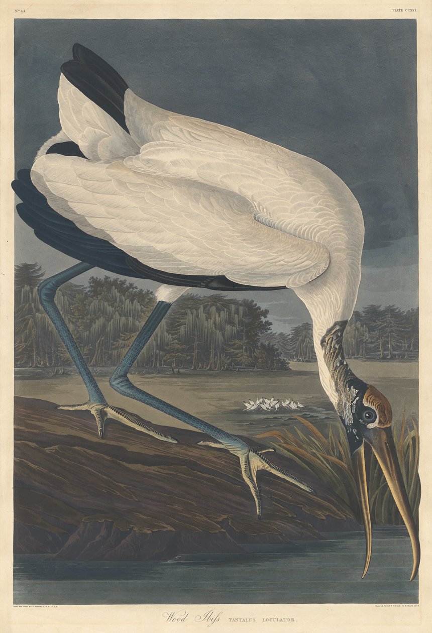 Trä Ibis av Robert Havell after John James Audubon