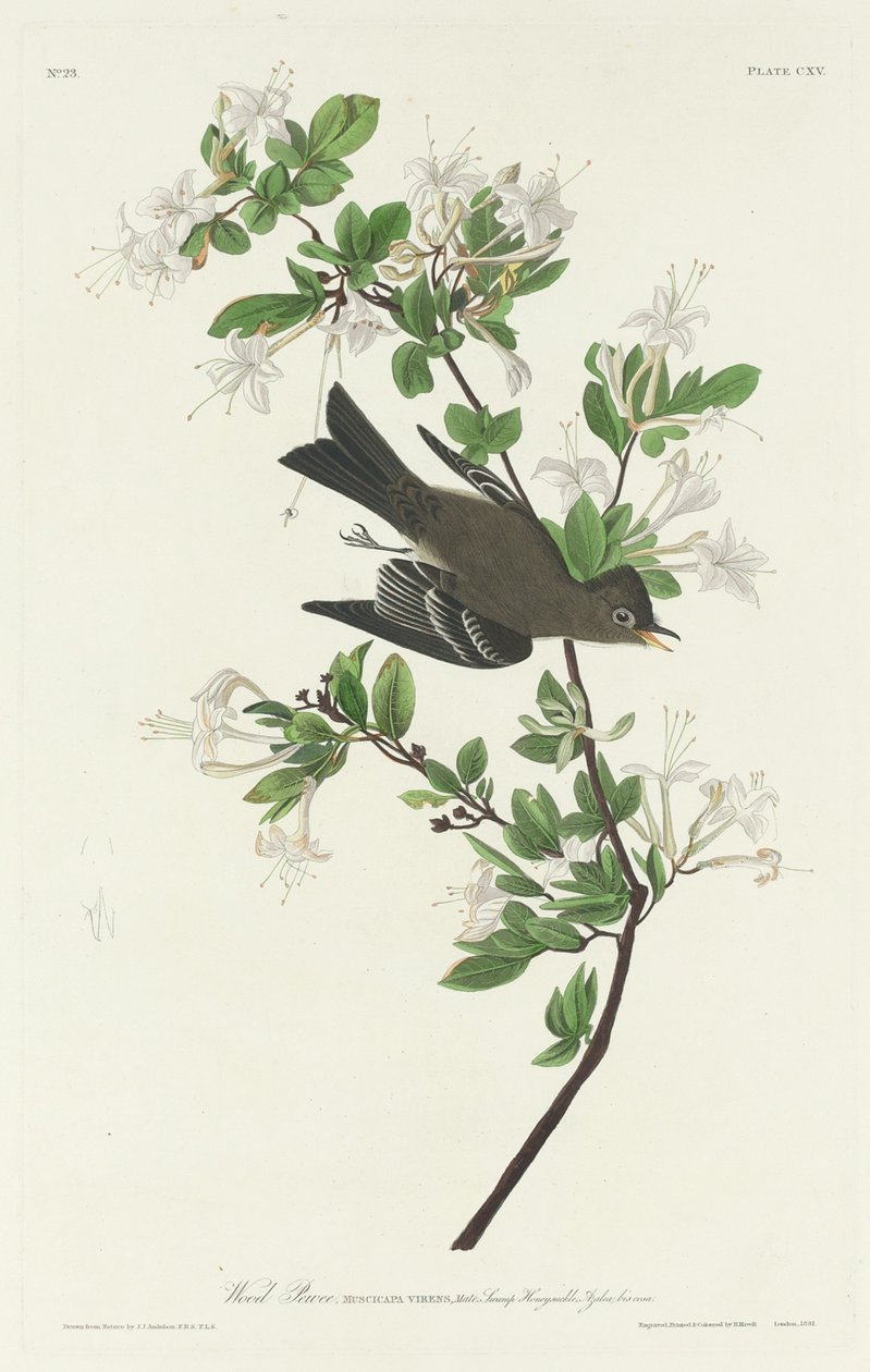 Wood Pewee av Robert Havell after John James Audubon