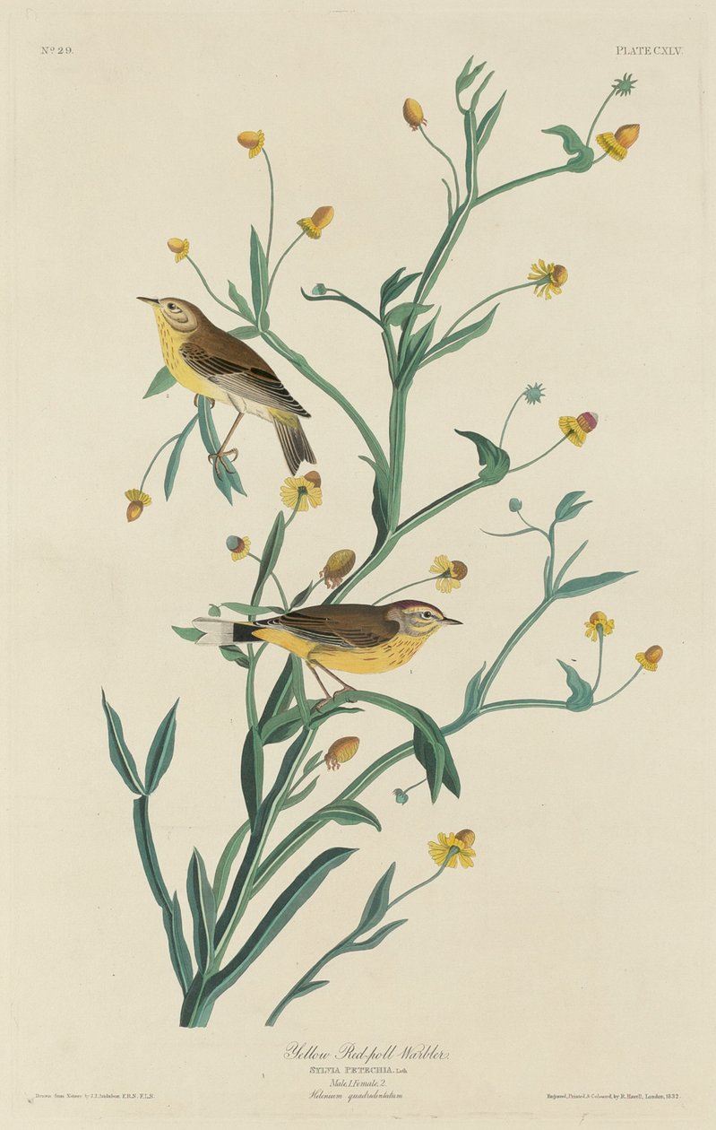 Gul rödsångare av Robert Havell after John James Audubon