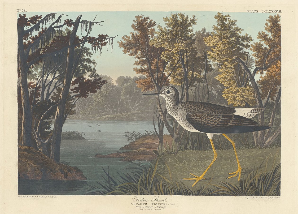 Gult skaft av Robert Havell after John James Audubon