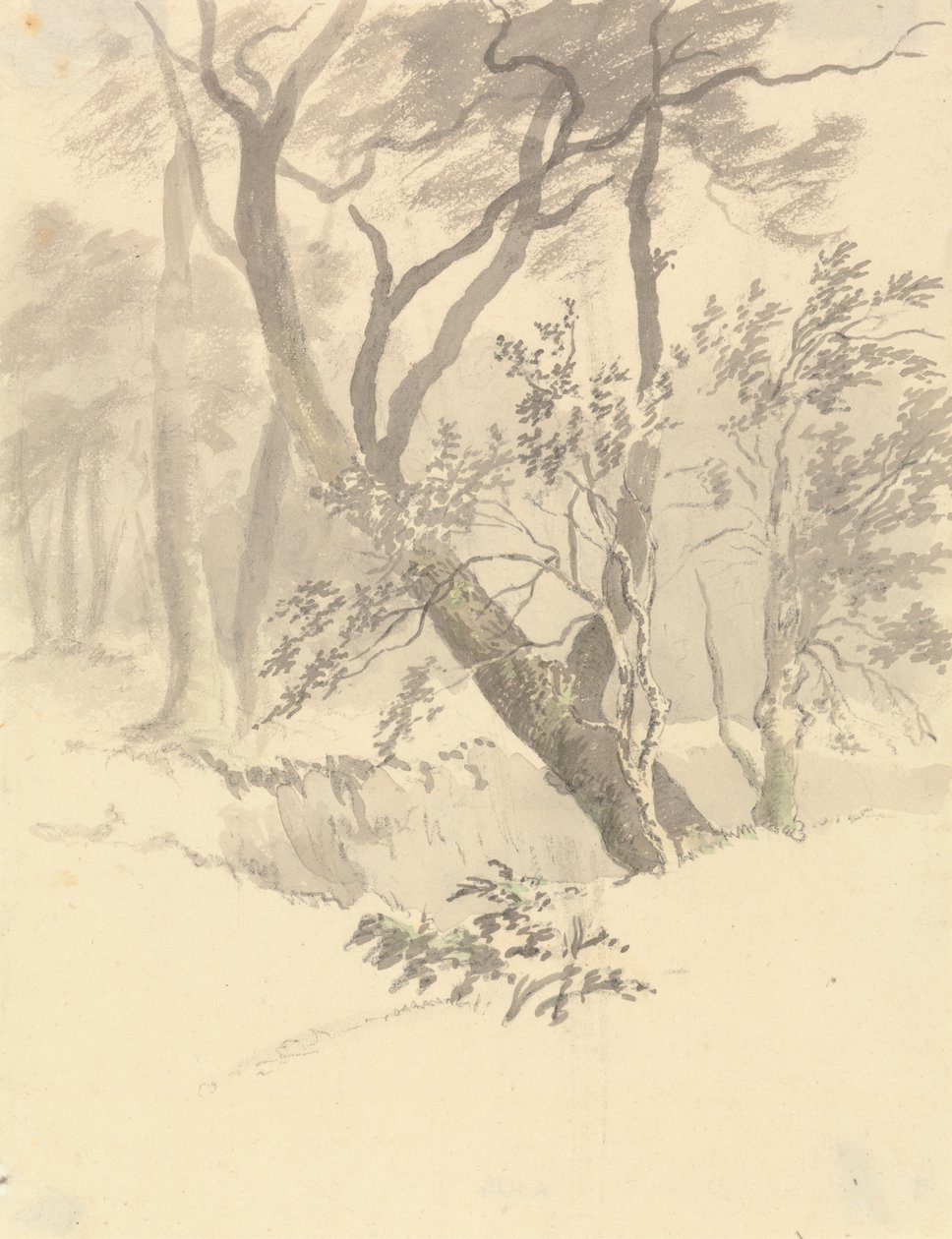 Skogen av Robert Hills