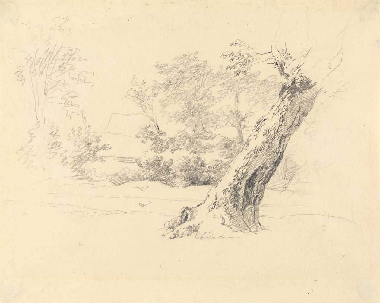 Trädstudie av Robert Hills