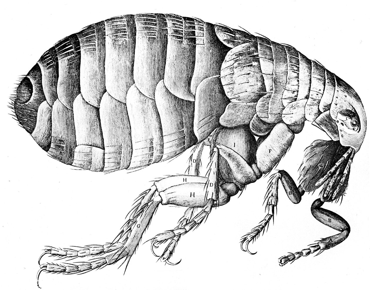 Loppa, vinglös blodsugande parasitisk insekt, 1665 av Robert Hooke