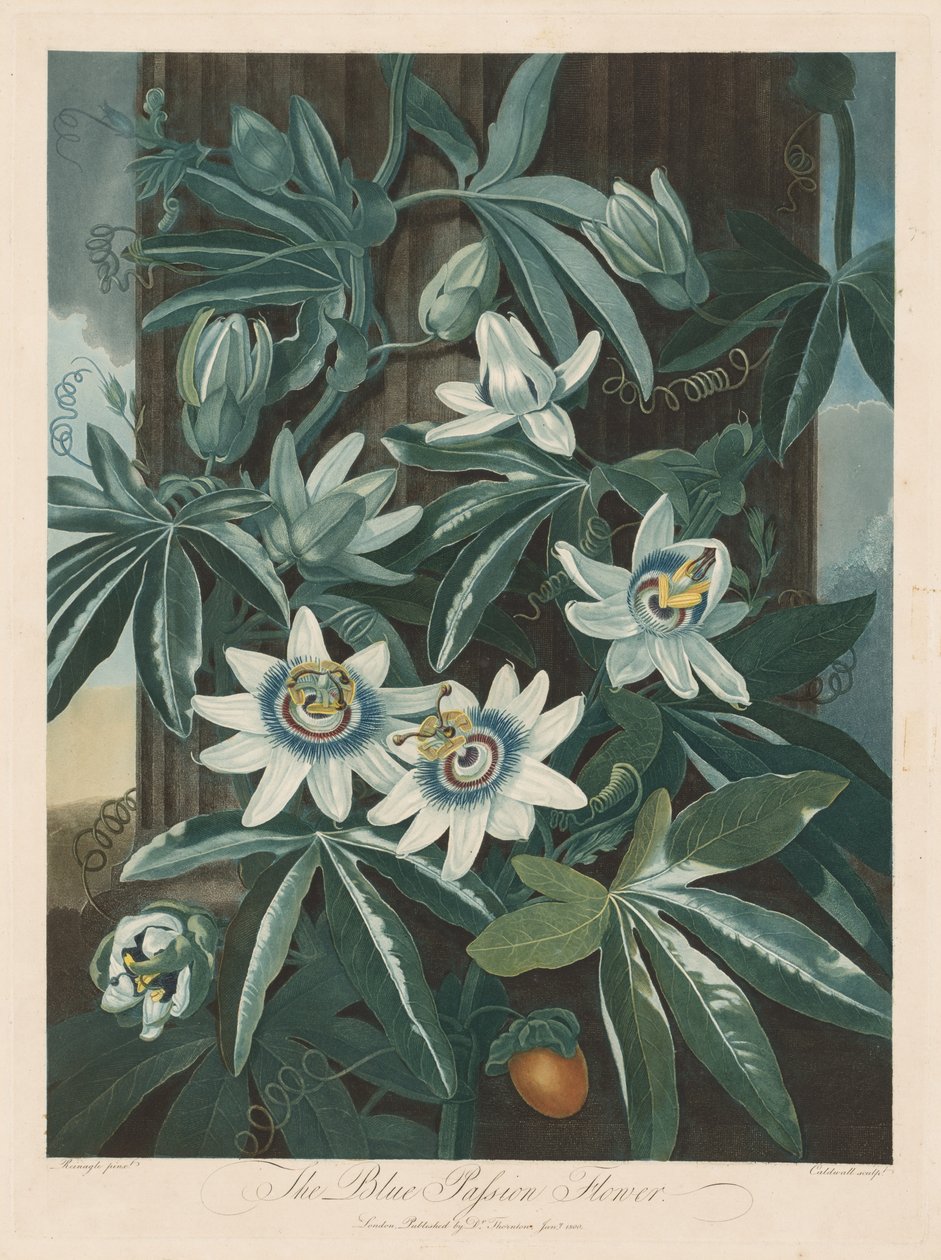 Den blå passionsblomman av Robert John Thornton