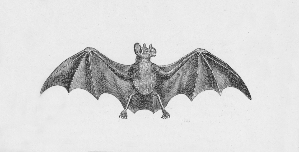 Vampyrfladdermus, c1885, 1890 av Robert Taylor Pritchett