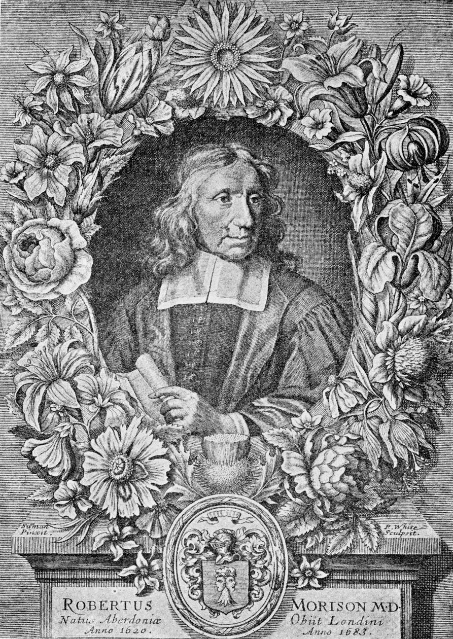 Robert Morison, 1680 av Robert White