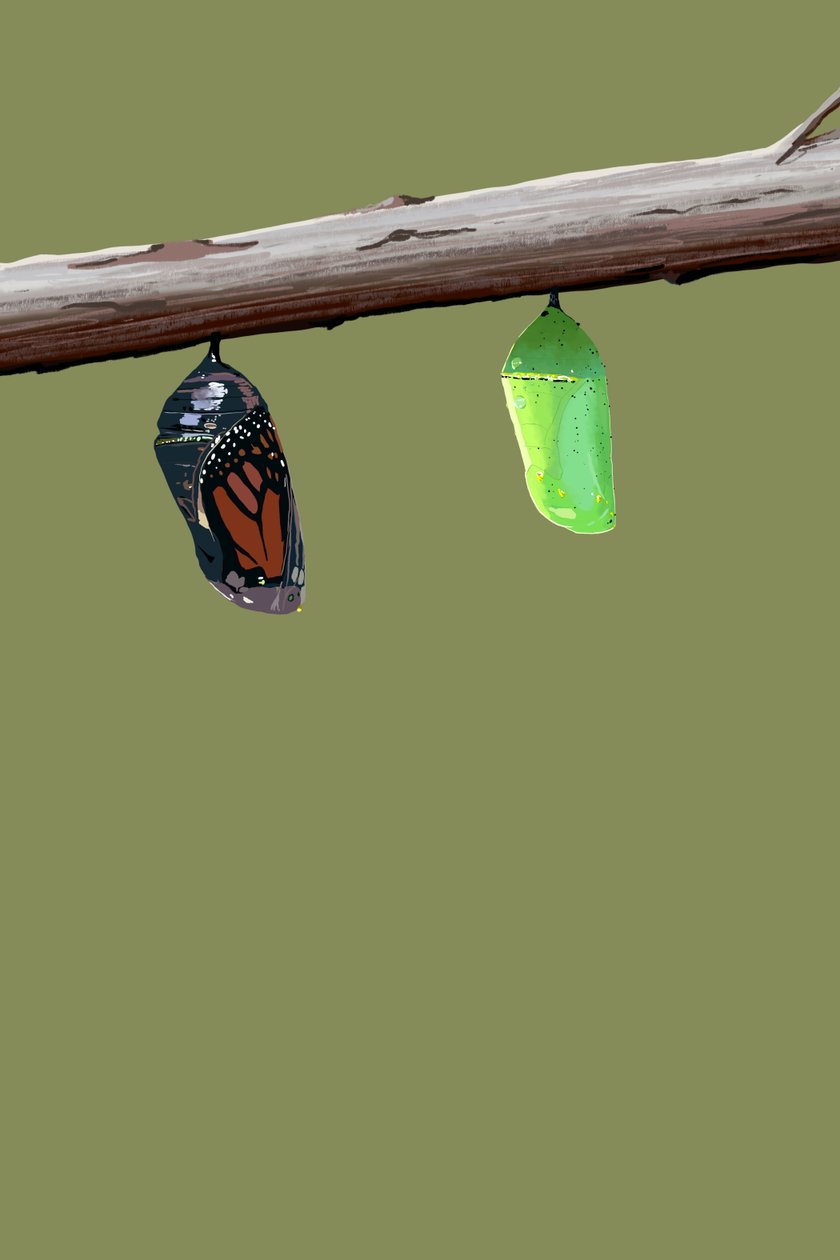 Monarch Cocoons, 2022 (digital) av Roberta Murray
