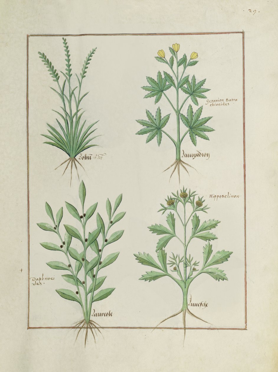 Fr. Fv VI #1 fol. 126r Övre raden: Lolni och Geranium. Nedre raden: Daphnoides och persilja, illustration från The Book of Simple Medicines, av Matteaus Platearius (d.c.1161) c.1470 av Robinet Testard