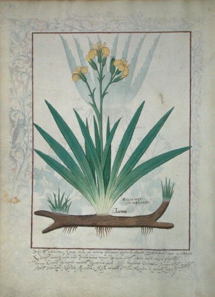 Fr. Fv VI #1 fol.112v Abutilon Theophrasti, eller sammetsblad, illustration från The Book of Simple Medicines av Mattheaus Platearius (d.c.1161) c.1470 av Robinet Testard