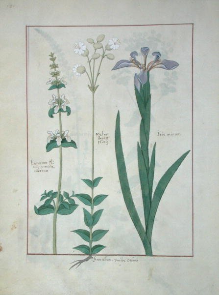 Fr. Fv VI #1 fol.115v Lamium Album eller White Dead Nettle, Melandryon och Iris Minor, illustration från The Book of Simple Medicines av Mattheaus Platearius (d.c.1161) c.1470 av Robinet Testard