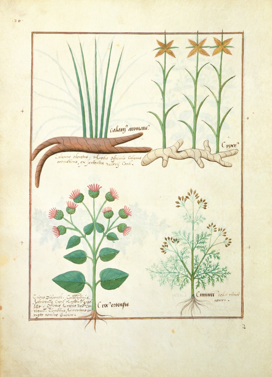 Cyperus, Calamus, Crocus ostensis, illustration fra The Book of Simple Medicines af Mattheaus Platearius 119vswed av Robinet Testard