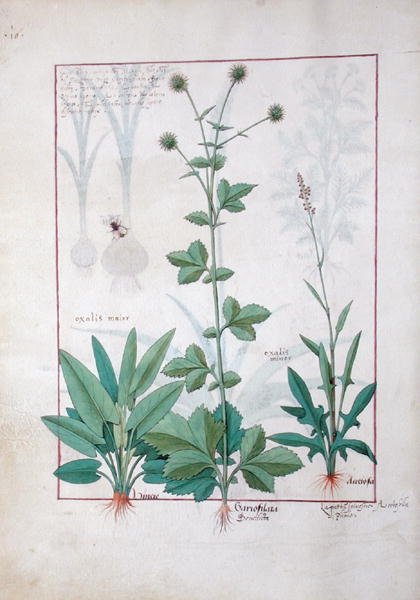 Fr. Fv VI #1 fol.119v Sorrel and Gariofilata (Benedicta Wood) illustration från The Book of Simple Medicines av Mattheaus Platearius (d.c.1161) c.1470 av Robinet Testard