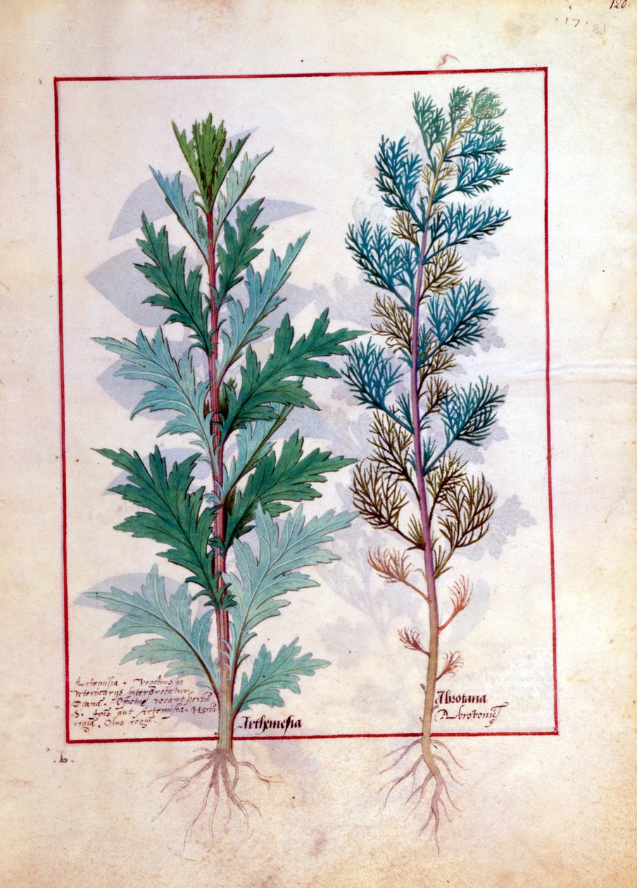 Två sorter av Artemesia, illustration från The Book of Simple Medicines av Mattheaus Platearius 120r. av Robinet Testard