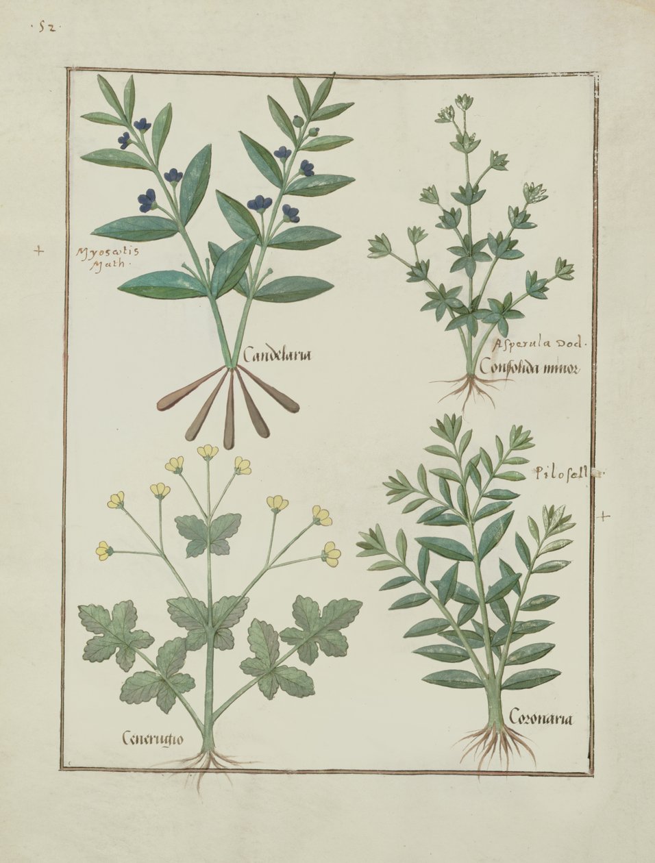 Fr. Fv VI #1 fol.137v Illustration från Book of Simple Medicines av Mattheaus Platearius (d.c.1161) c.1470 av Robinet Testard