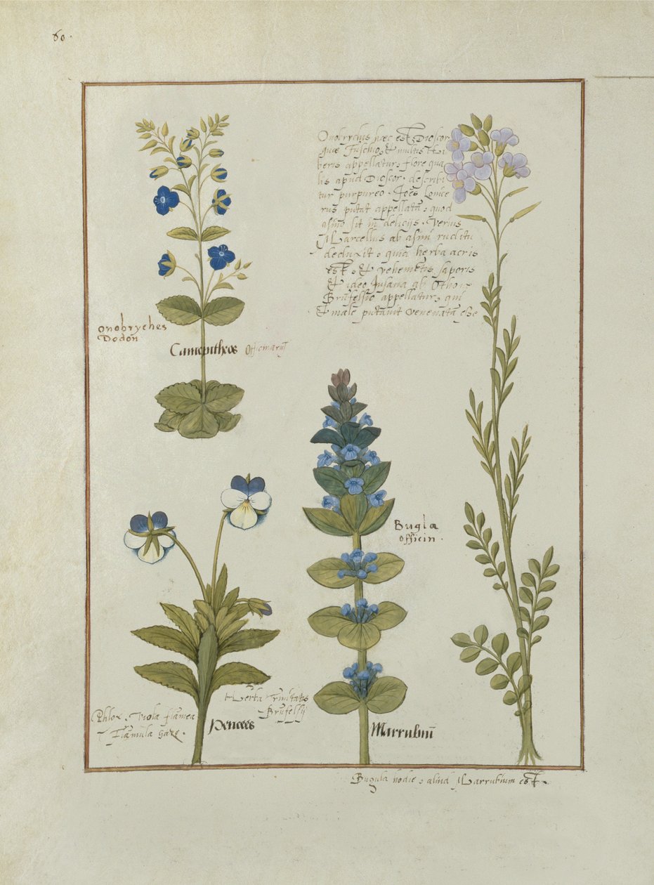 Fr. Fv VI #1 fol.141v Illustration från Book of Simple Medicines av Mattheaus Platearius (d.c.1161) c.1470 av Robinet Testard