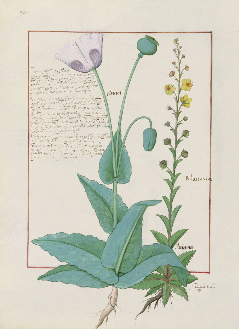 Valmue og figenurt, illustration fra The Book of Simple Medicines af Mattheaus Platearius 148vswed av Robinet Testard