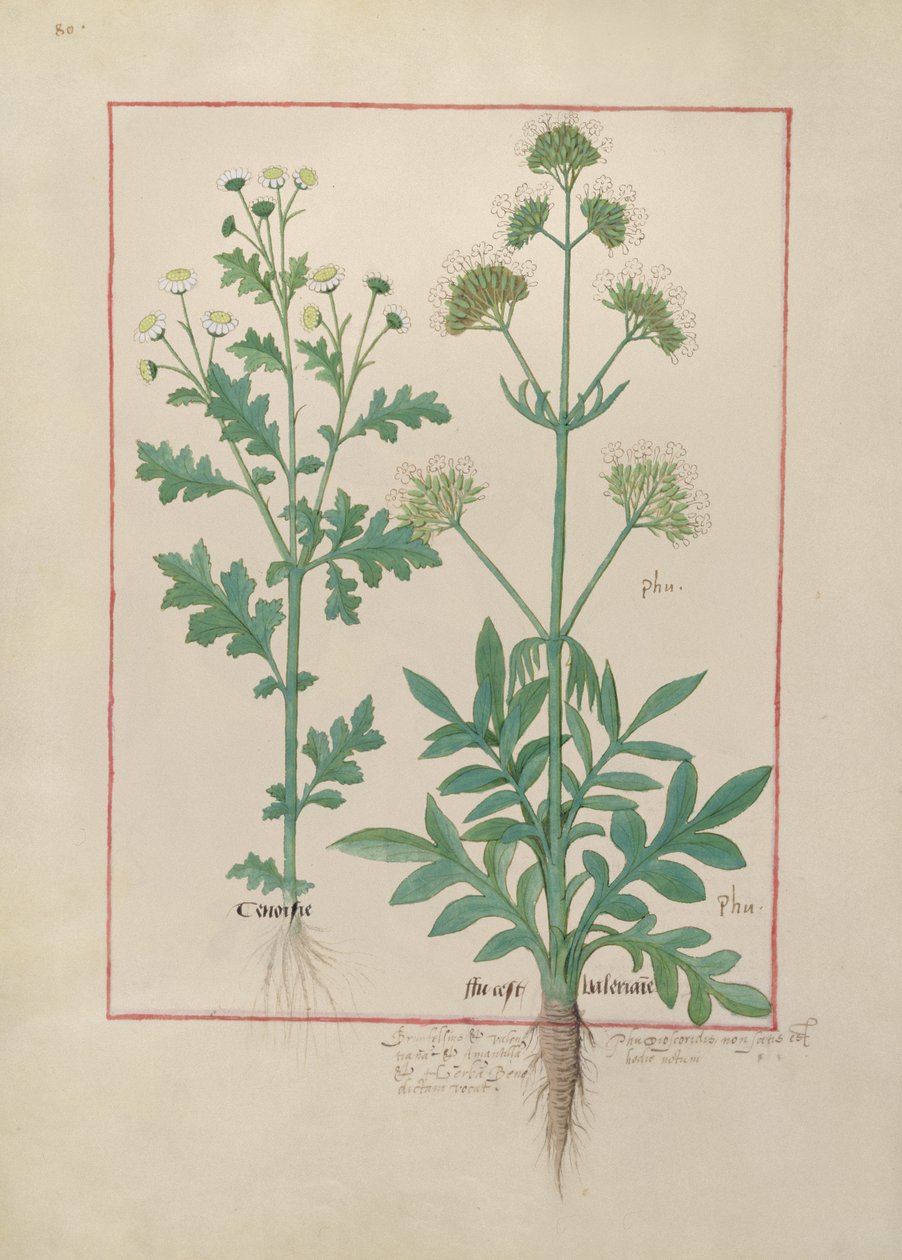 Fr. Fv VI #1 fol.151v Illustration från Book of Simple Medicines av Mattheaus Platearius (d.c.1161) c.1470 av Robinet Testard