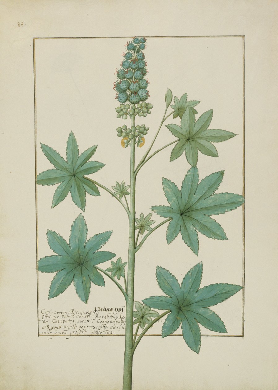 Fr. Fv VI #1 fol.154v Illustration från Book of Simple Medicines av Mattheaus Platearius (d.c.1161) c.1470 av Robinet Testard