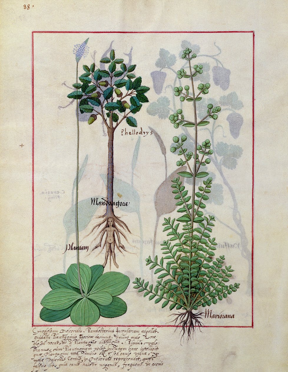 Illustration fra Book of Simple Medicines af Mattheaus Platearius 155vswed av Robinet Testard