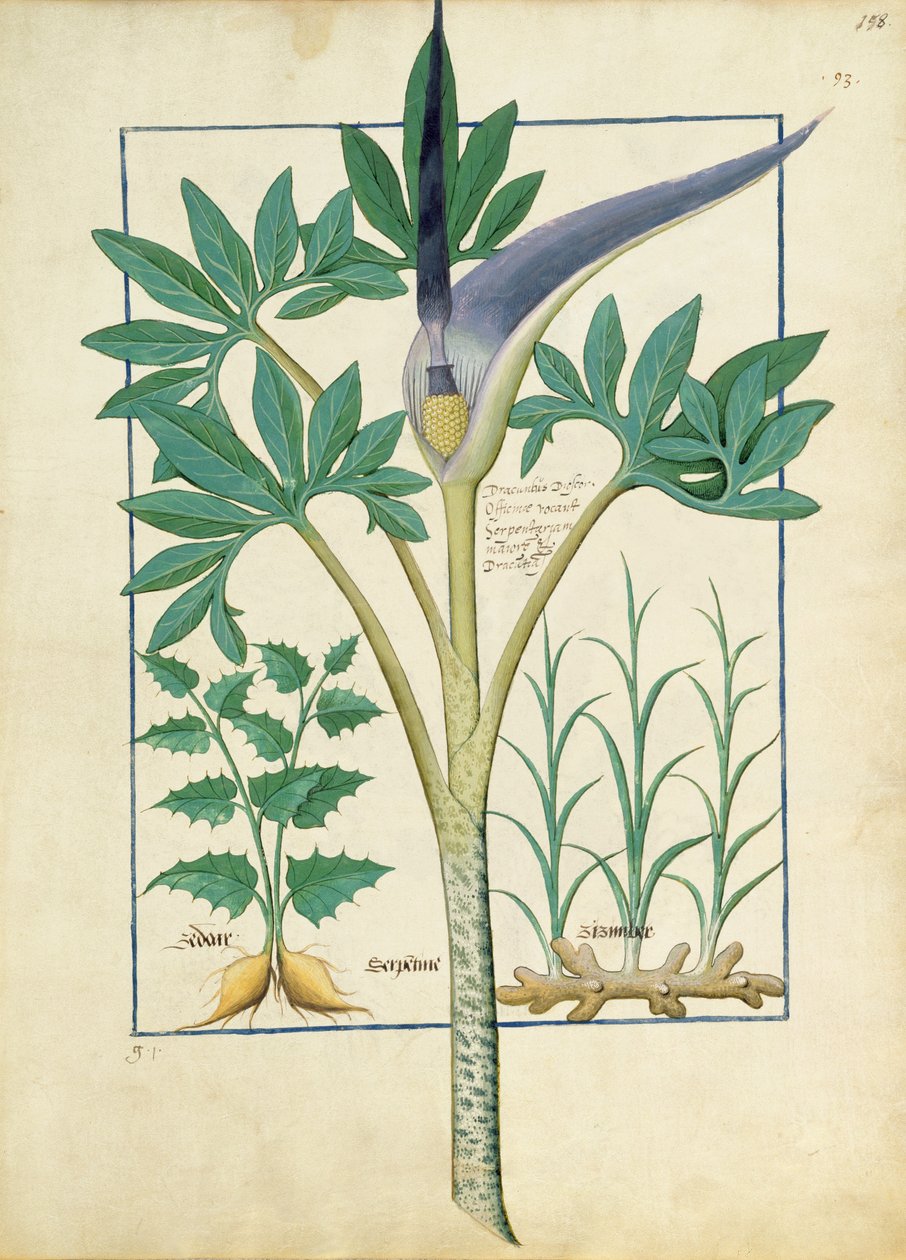 Orkidé, illustration från Book of Simple Medicines av Mattheaus Platearius 158r av Robinet Testard