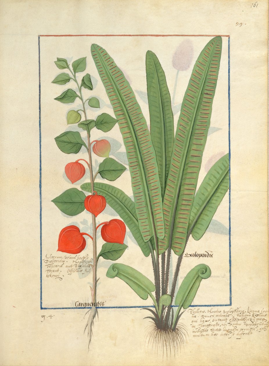 Physalis (vänster) Illustration från Book of Simple Medicines av Mattheaus Platearius 161r av Robinet Testard
